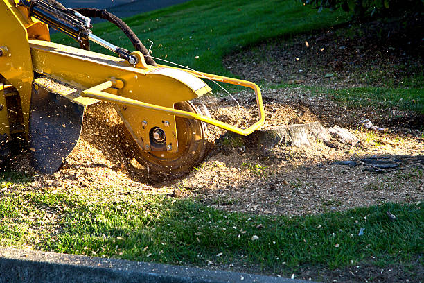 Best Stump Grinding and Removal  in Elk Point, SD